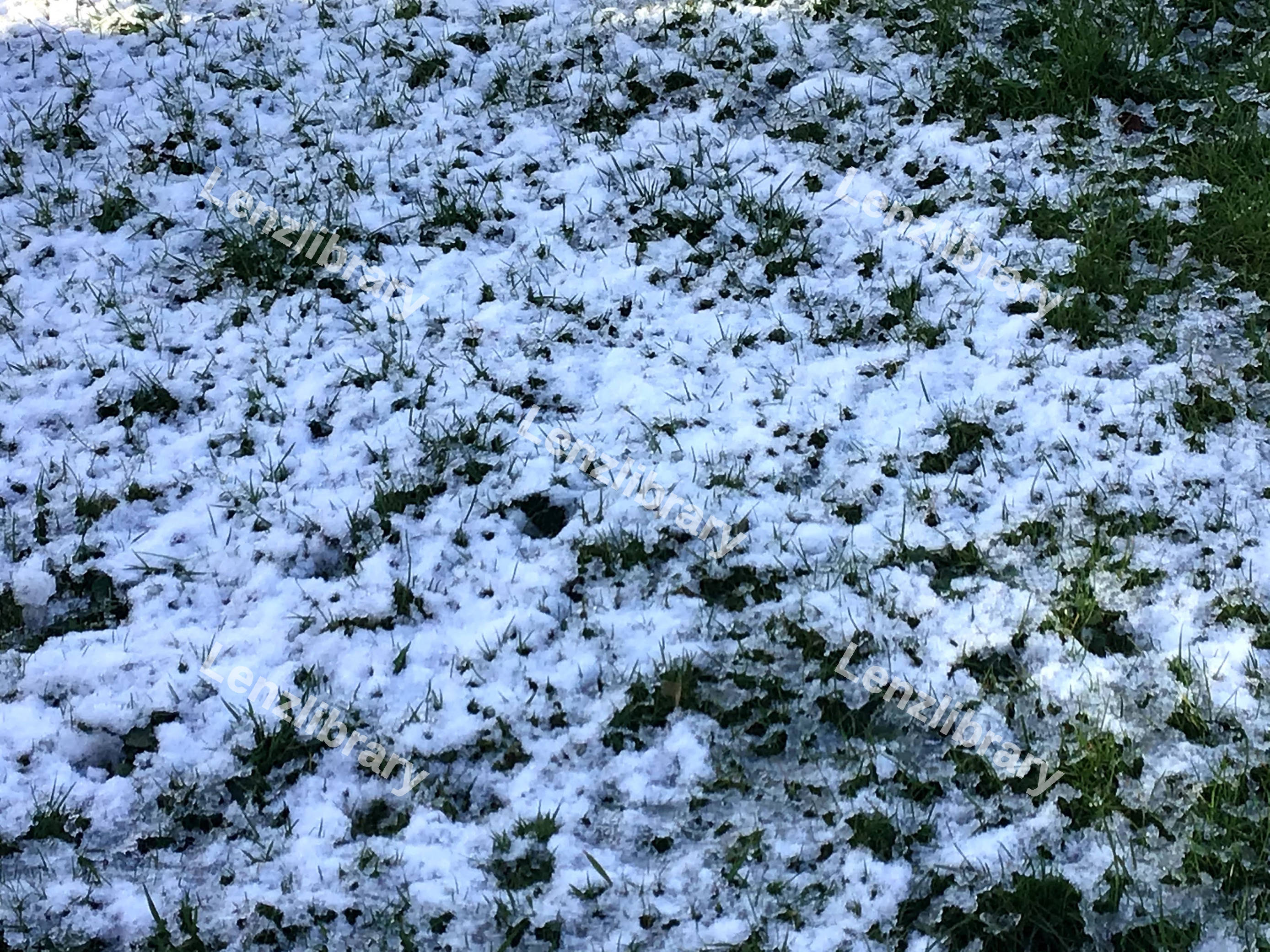 Snowy Grass